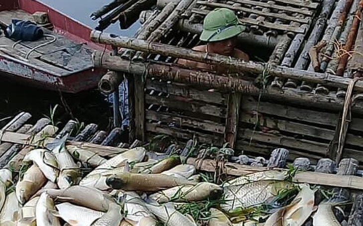 Thanh Hóa: Cá trên sông Mã chết hàng loạt không phải do dịch bệnh