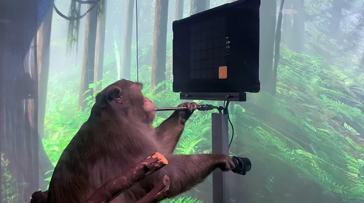 Khỉ được cấy chip vào não chơi điện tử điêu luyện - Ảnh 1.