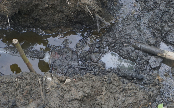 Vụ cá chết trên sông Mã: Phát hiện 2 doanh nghiệp xả nước thải xuống sông