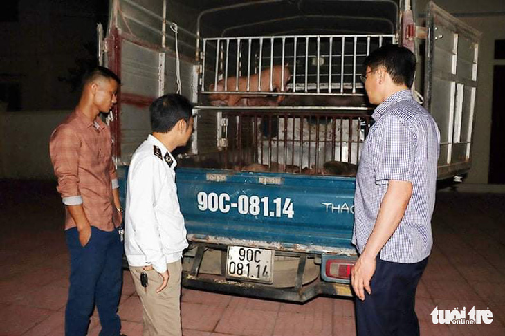 Bắt xe chở 50 con heo giống nhiễm bệnh từ Hà Tĩnh ra Hà Nam - Ảnh 1.