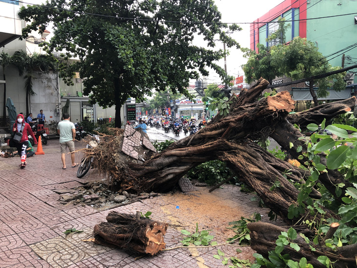 Sáng 16-4, Sài Gòn mưa lớn, nhiều cây bật gốc, tét nhánh, 1 người cấp cứu - Ảnh 2.