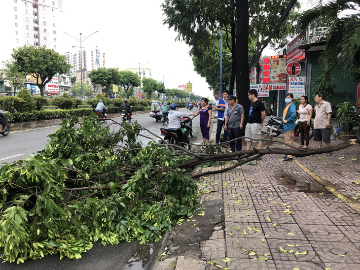 Sáng 16-4, Sài Gòn mưa lớn, nhiều cây bật gốc, tét nhánh, 1 người cấp cứu - Ảnh 1.