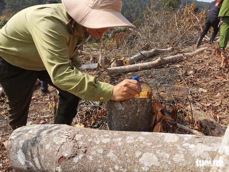 Lâm Đồng muốn thu hồi dự án không lập thủ tục thuê rừng - Ảnh 1.