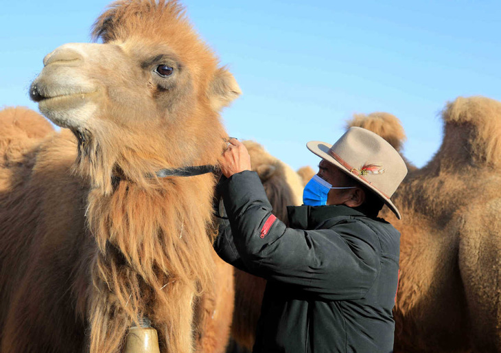 Nông dân Trung Quốc chăn bò, lạc đà từ xa qua vệ tinh - Ảnh 1.