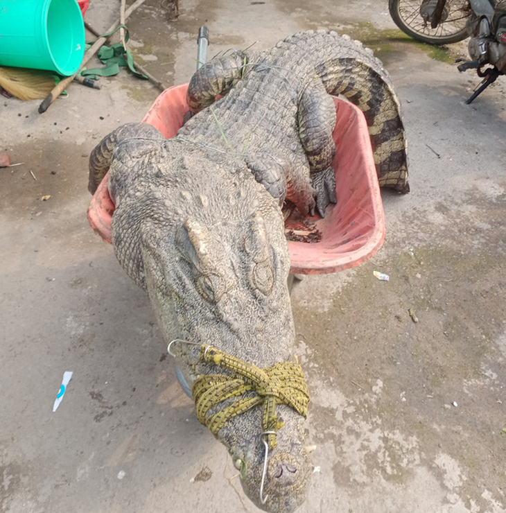 Phát hiện cá sấu 70kg trong vườn nhà, người đàn ông bắt lột da xẻ thịt - Ảnh 3.