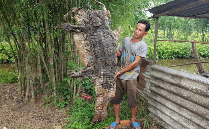 Phát hiện cá sấu 70kg trong vườn nhà, người đàn ông bắt lột da xẻ thịt