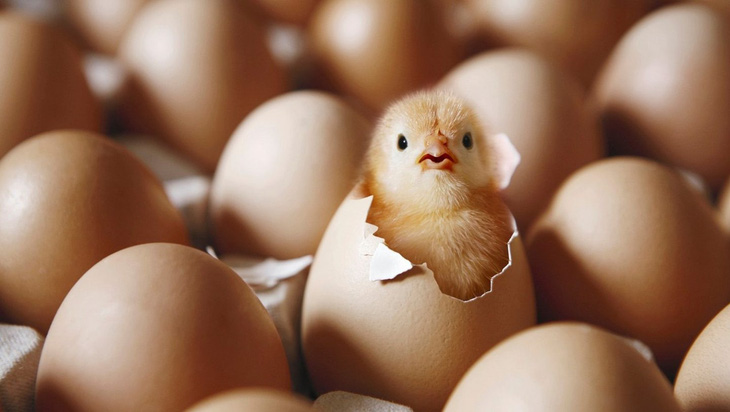 Hiệu trưởng Trung Quốc nói có siêu năng lực, biến trứng gà chín nở thành gà con - Ảnh 1.