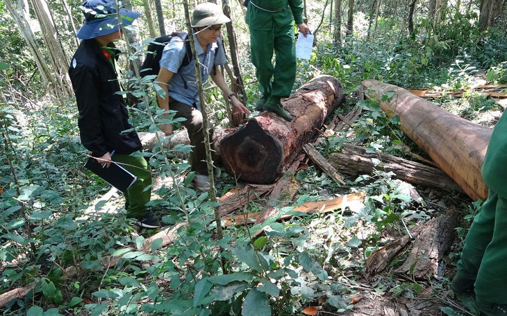 Khởi tố 37 người tham gia phá rừng giáp ranh Đắk Lắk - Phú Yên