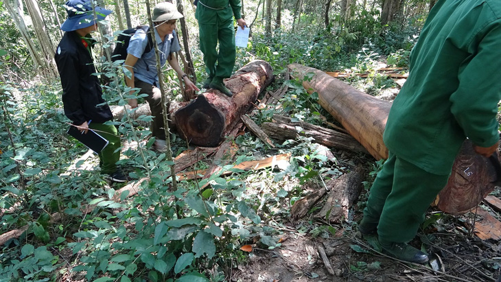 Khởi tố 37 người tham gia phá rừng giáp ranh Đắk Lắk - Phú Yên - Ảnh 3.
