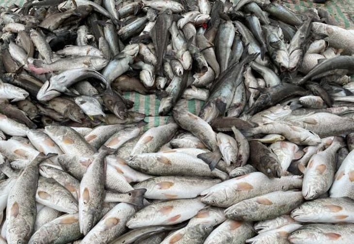 Gần 30 tấn cá nuôi lồng và cá tự nhiên chết bất thường ở ven biển Thanh Hóa - Ảnh 1.