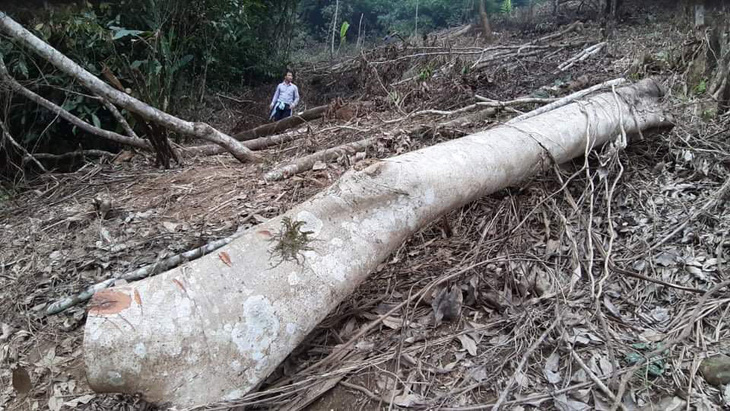 Phê bình giám đốc, cảnh cáo nhiều cán bộ để phá rừng đặc dụng Vườn quốc gia Xuân Sơn - Ảnh 1.