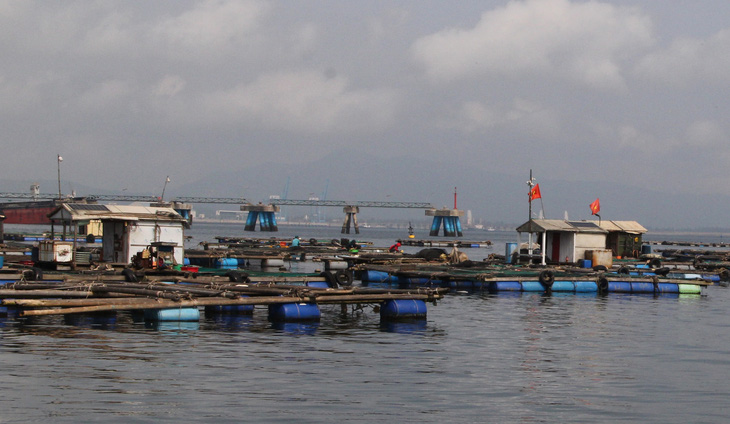 Vụ cá chết ở ven biển Thanh Hóa: Không bán cá chết ra thị trường, giữ cá nuôi lồng - Ảnh 2.