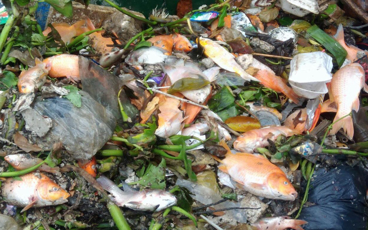 Hai cơn mưa trái mùa làm chết 14 tấn cá trên kênh Nhiêu Lộc - Thị Nghè