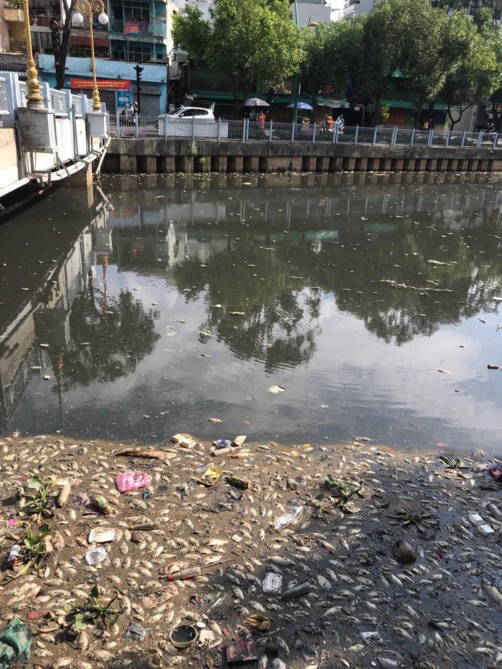 Hai cơn mưa trái mùa làm chết 14 tấn cá trên kênh Nhiêu Lộc - Thị Nghè - Ảnh 1.