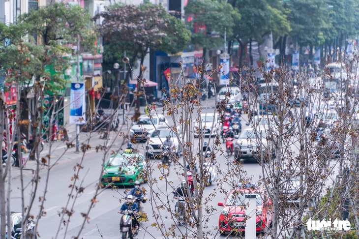 Hà Nội bỏ toàn bộ hàng phong lá đỏ trên đường Nguyễn Chí Thanh - Ảnh 1.