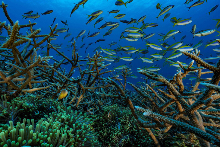Gia tăng cuộc di tản của các loài sinh vật biển vùng xích đạo - Ảnh 1.
