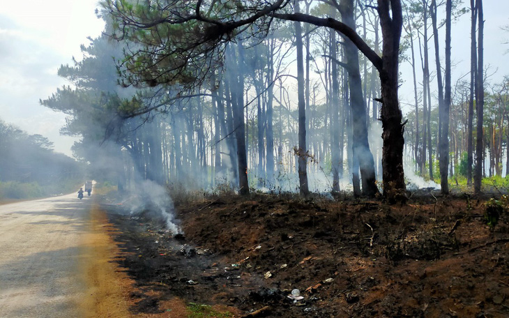 Hết khoan gốc hạ độc lại đốt phá rừng thông