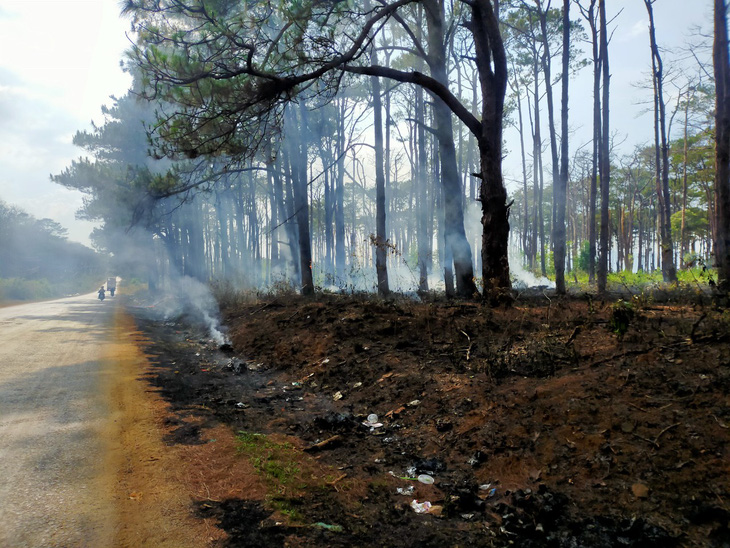 Hết khoan gốc hạ độc lại đốt phá rừng thông - Ảnh 1.