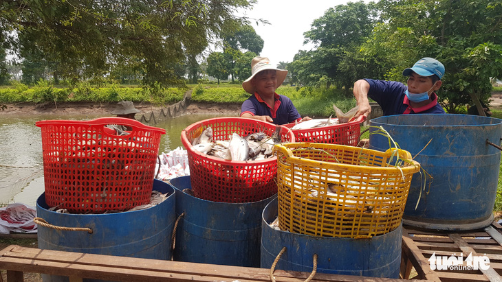 Người nuôi cá tra ‘tố’ doanh nghiệp nạo vét thông luồng gây sạt lở nặng - Ảnh 6.