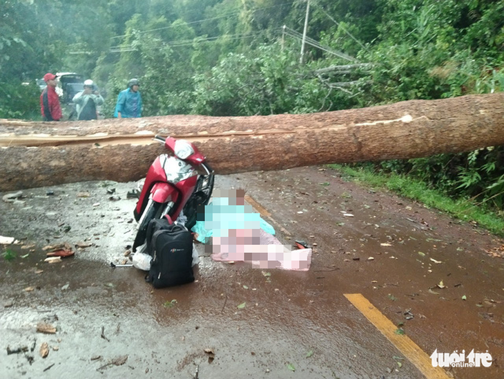 Cây đổ ngang đường Đắk Nông - Lâm Đồng đè chết người đi xe máy - Ảnh 2.