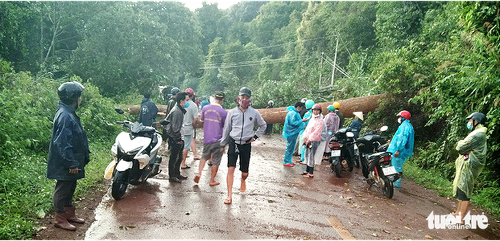Cây đổ ngang đường Đắk Nông - Lâm Đồng đè chết người đi xe máy - Ảnh 1.
