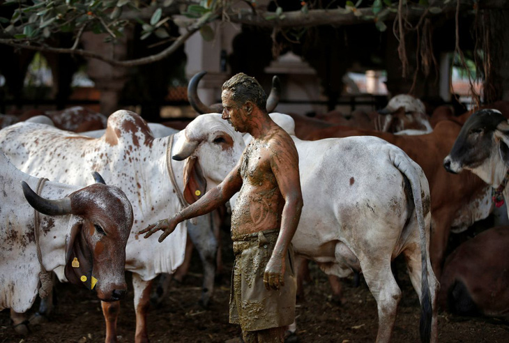 Bác sĩ Ấn Độ cảnh báo không dùng phân, nước tiểu bò để chống COVID-19 - Ảnh 2.