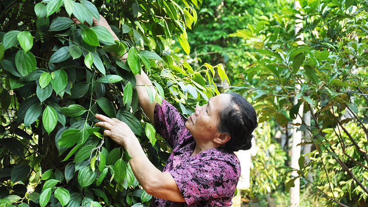 45 năm, cuộc bầu cử trên non sông thống nhất - Kỳ 2: Nữ đại biểu miền giới tuyến - Ảnh 2.