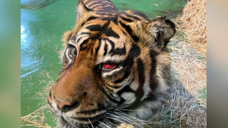 Ca phẫu thuật hy hữu để cứu... mắt cho chú hổ Sumatra - Ảnh 1.