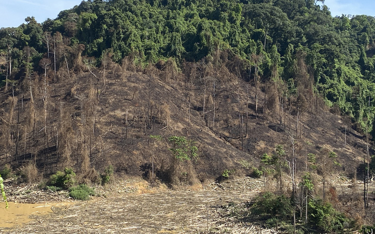 Giám đốc công ty đốt thực bì gây cháy lan cây rừng: 