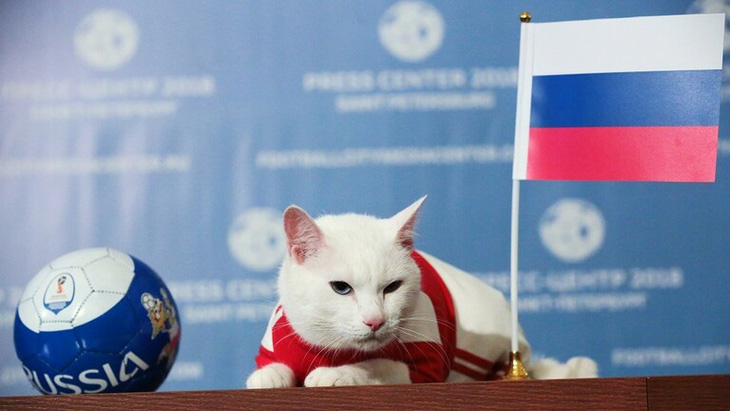 Mèo Achilles được chọn làm nhà tiên tri cho Euro 2020 - Ảnh 1.