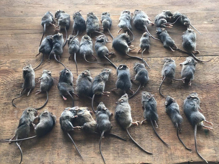 Đại dịch chuột lan khắp Australia có thể kéo dài 2 năm - Ảnh 1.