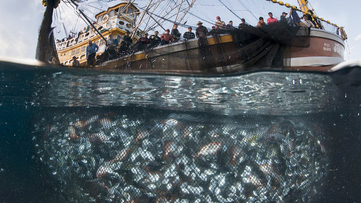 Seaspiracy - Sự thật về nghề cá bền vững - Máu của cá và của đại dương - Ảnh 1.