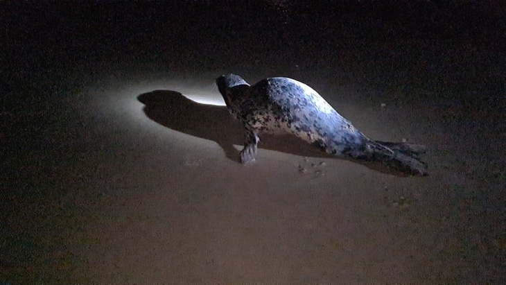 Hải cẩu xuất hiện ở bãi biển Quảng Nam được ngư dân bắt thả lại biển - Ảnh 2.