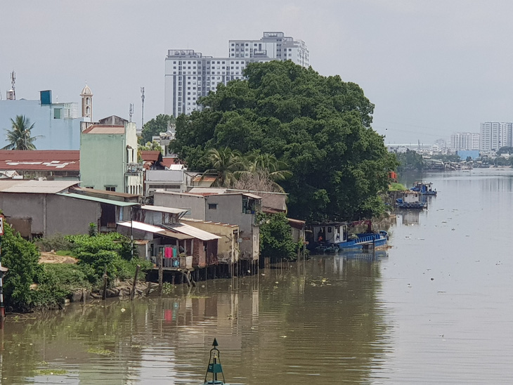 Bị trúng thuốc mê, khỉ đuôi dài chạy mất tăm rồi lại tiếp tục trộm vặt ở quận 8 - Ảnh 4.