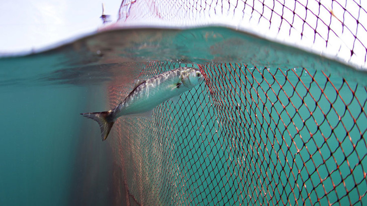 Seaspiracy - Sự thật về nghề cá bền vững - Máu của cá và của đại dương - Ảnh 5.