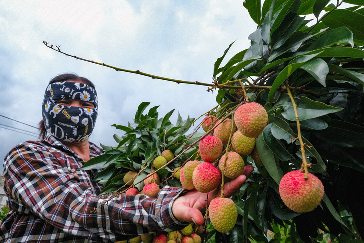 Vải thiều không COVID-19 cháy hàng tại Nhật với giá 340.000 đồng/kg - Ảnh 1.