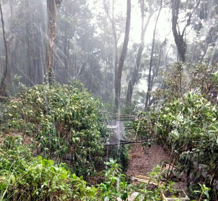 Nhiều vườn sâm Ngọc Linh tơi tả trong mưa đá gần 2 tiếng - Ảnh 1.