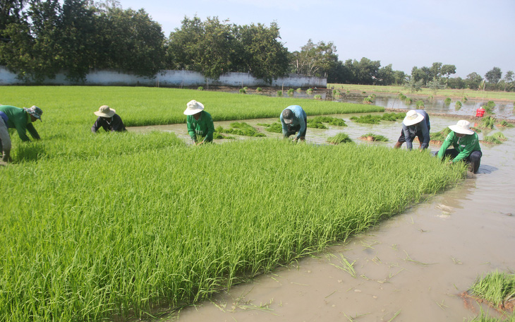 Ông Hồ Quang Cua: Muốn nhượng bản quyền gạo ST25 cho Nhà nước với giá 