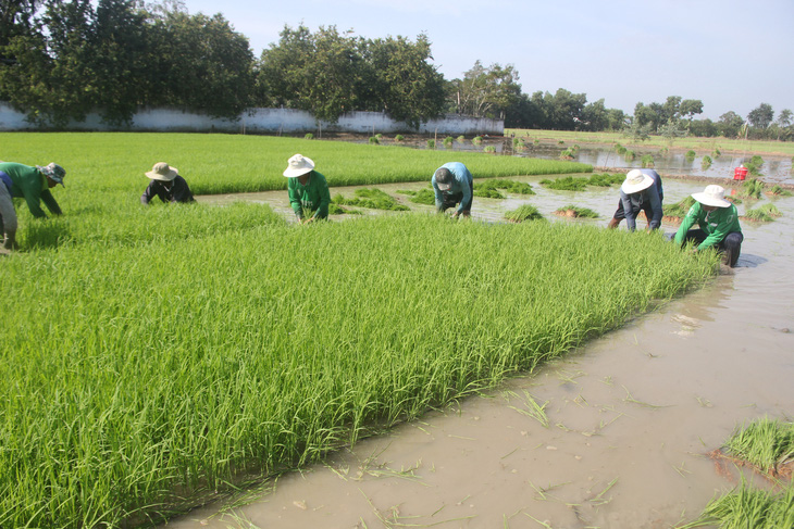 Ông Hồ Quang Cua: Muốn nhượng bản quyền gạo ST25 cho Nhà nước với giá xứng đáng - Ảnh 1.