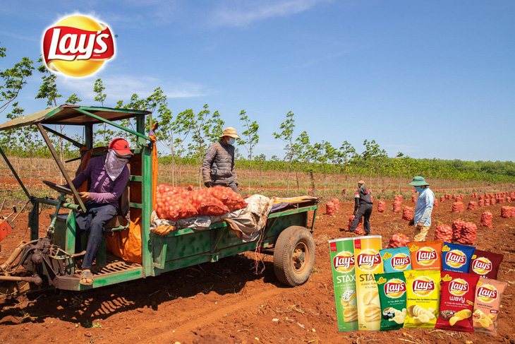 Vụ khoai tây đầu tiên của PepsiCo Việt Nam tại Gia Lai vượt ngưỡng kỳ vọng - Ảnh 5.