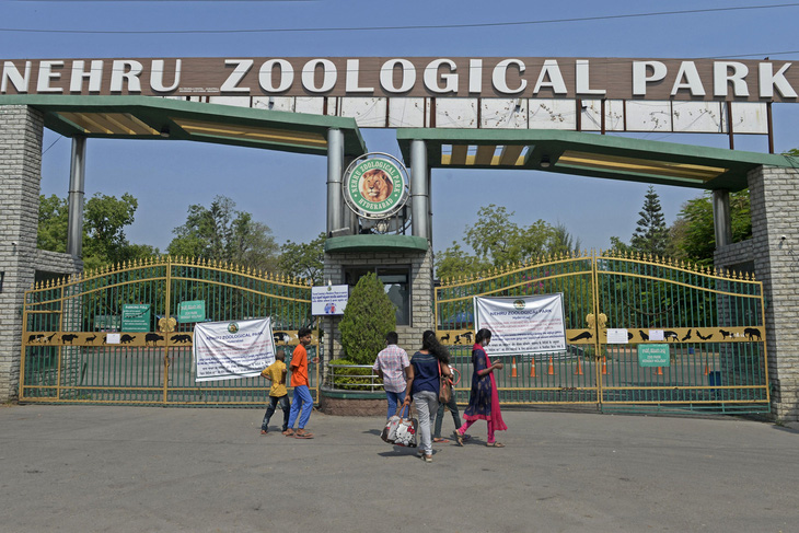 8 con sư tử tại vườn thú Ấn Độ mắc COVID-19? - Ảnh 2.