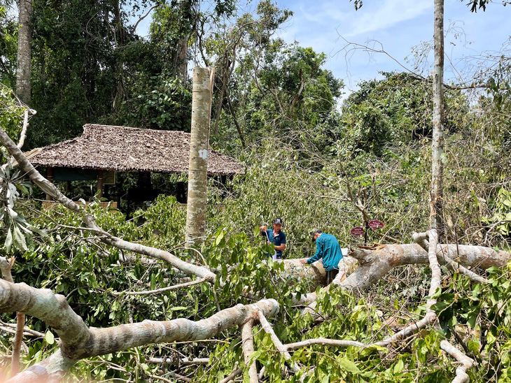 Nhiều cây lớn ngã đổ, tạm ngưng đón khách đến Trung ương Cục miền Nam - Ảnh 2.