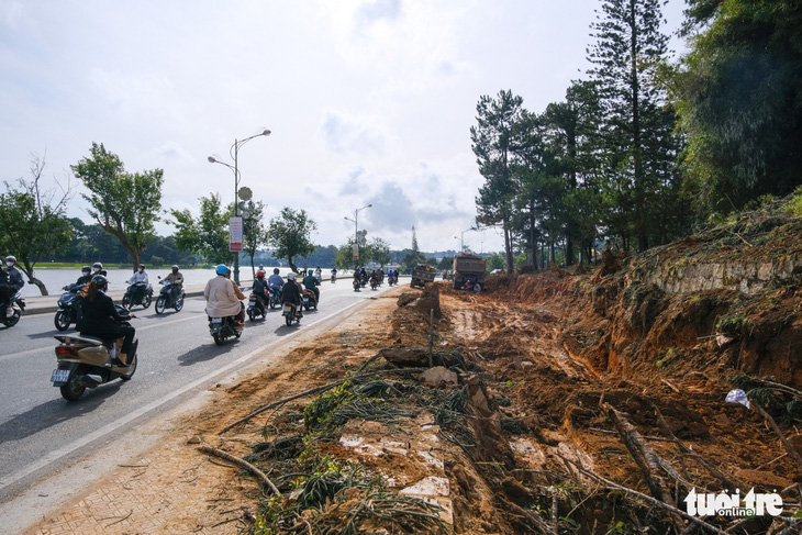 Đà Lạt đốn hạ, di dời hàng loạt cây cổ thụ để mở rộng đường ven hồ Xuân Hương - Ảnh 1.