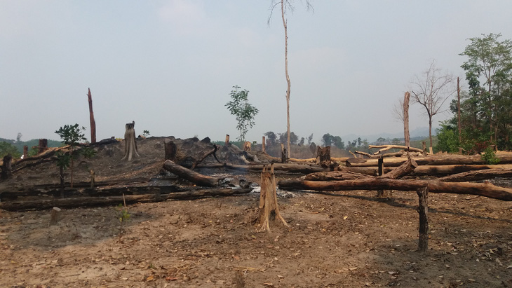 Hai đời trưởng ban làm mất hơn 424 hecta rừng phòng hộ - Ảnh 1.