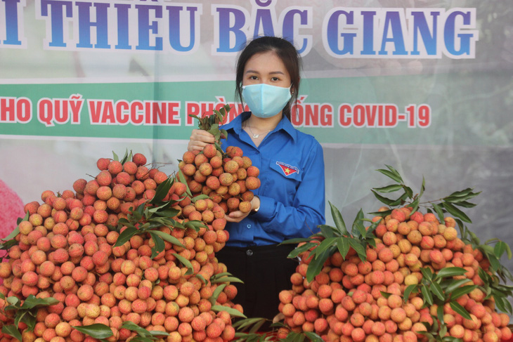 Hàng ngàn ‘áo xanh’ tình nguyện thu hoạch vải thiều giúp dân xuyên đêm - Ảnh 1.