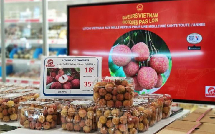 Vải thiều Thanh Hà lên máy bay đi Pháp, giá 500.000 đồng/kg vẫn đắt hàng