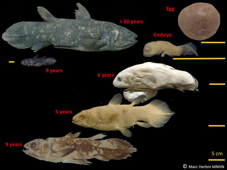 Loài cá thọ khoảng một thế kỷ, mang thai ít nhất 5 năm - Ảnh 1.