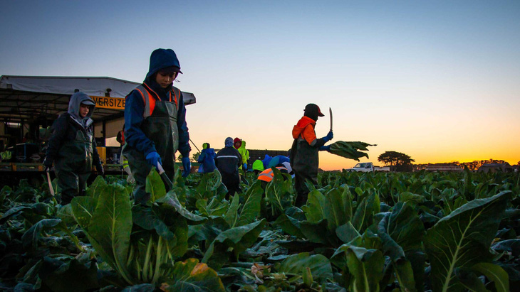 Australia tăng cường tuyển dụng lao động nông nghiệp Đông Nam Á - Ảnh 1.