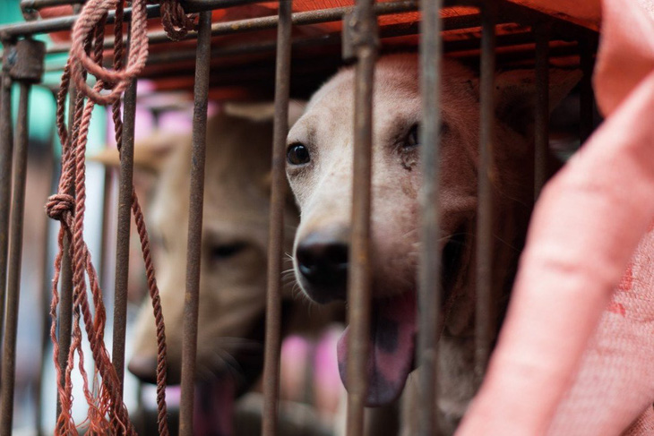 Người Trung Quốc lại tranh cãi về lễ hội thịt chó lớn nhất nước - Ảnh 1.