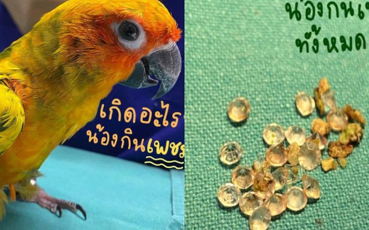 Thái Lan: Vẹt mở trộm hộp trang sức 